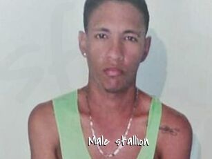 Male_stallion